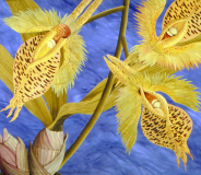 Catasteum Fimbriatum
