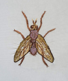 Kärrfluga