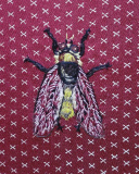 Narcissfluga