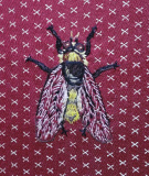 Narcissfluga