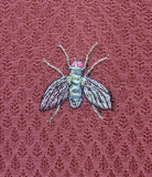 Parasitfluga