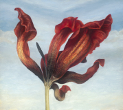 Tulipa