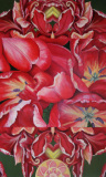 Tripple Tulip 2