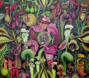 Plantas Carnevorus