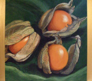 Physalis