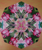 Octagon  1