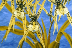 Brassia Verrucosa